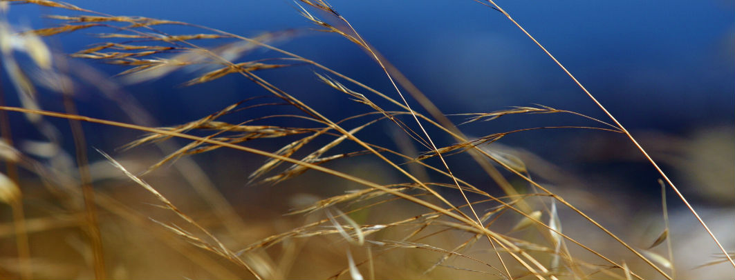 image of long, golden grass blowing in the wind against a blue sky
